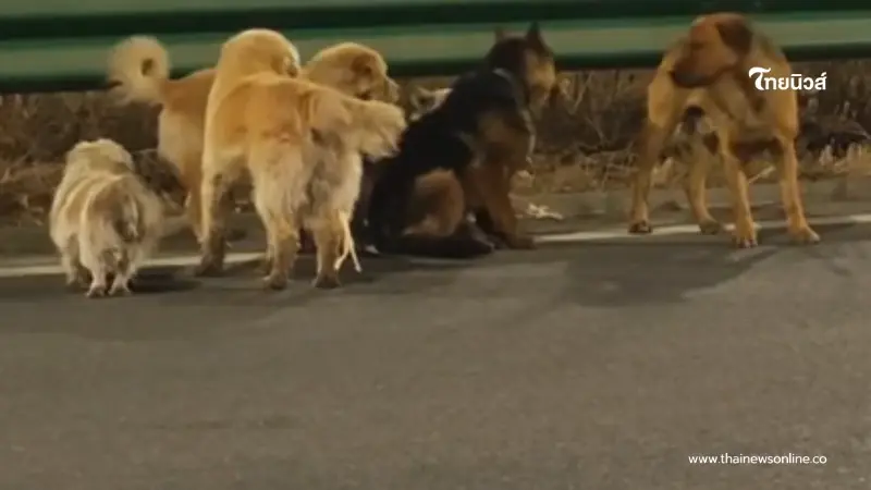 ไม่ทิ้งกัน สุนัข 7 ตัว ช่วยพาเพื่อนเจ็บหนีแก๊งลักหมา เดินไกล 17 กม.