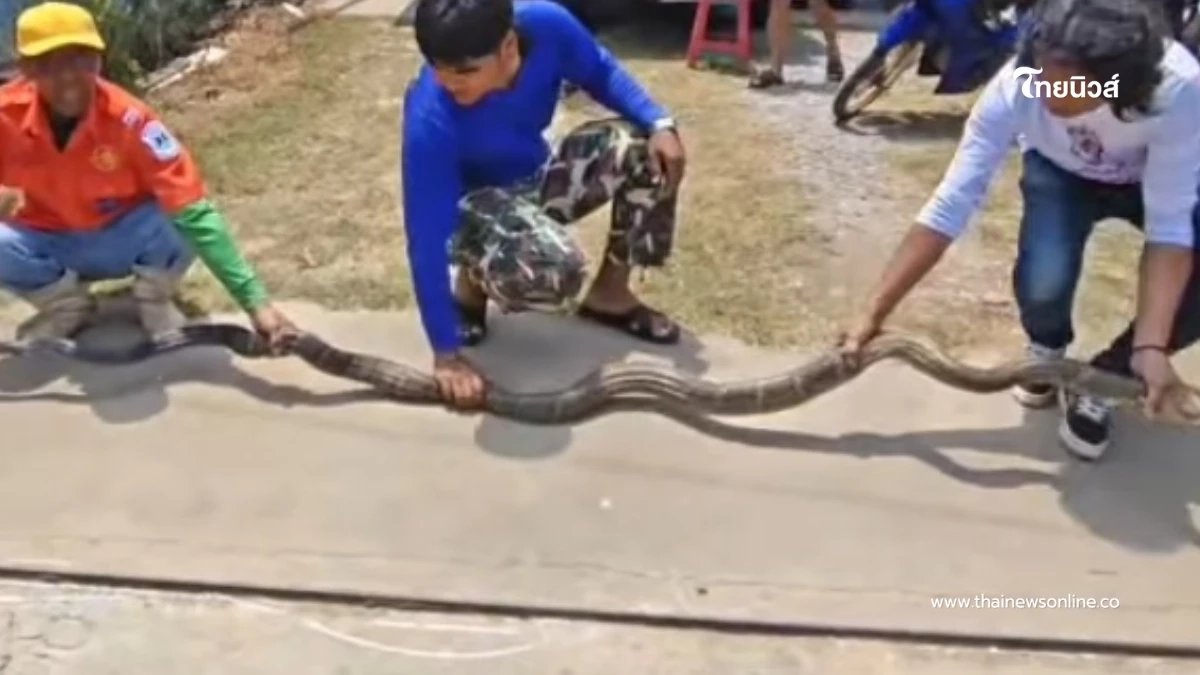 บ้านเลขที่ "งูจงอางใหญ่" เลื้อยซุกบ้าน ชูคอแผ่แม่เบี้ย ขู่ฟ่อ บ้านเลขที่ "งูจงอางใหญ่" เลื้อยซุกบ้าน ชูคอแผ่แม่เบี้ย ขู่ฟ่อ