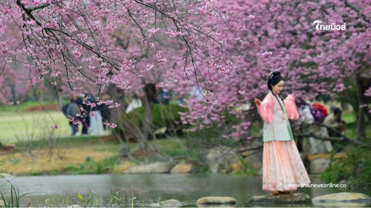 เกินต้าน ส่องนาทีดอกไม้บานสะพรั่งทั่วจีน เนรมิต 'สวรรค์บนดิน' รับฤดูใบไม้ผลิ 2026