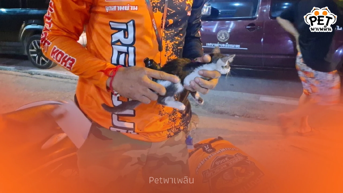 สกัดฝาท่อช่วยลูกแมวรอดปาฏิหาริย์ ชาวบ้านใจดีรับเลี้ยงต่อ