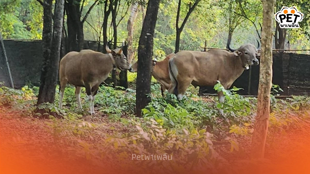 คืนชีพป่าสลักพระ! กาญจนบุรีปล่อยวัวแดงเพิ่ม 3 ตัว สู่ธรรมชาติ