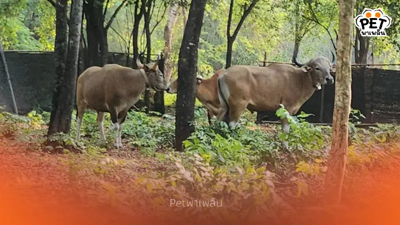 คืนชีพป่าสลักพระ! กาญจนบุรีปล่อยวัวแดงเพิ่ม 3 ตัว สู่ธรรมชาติ