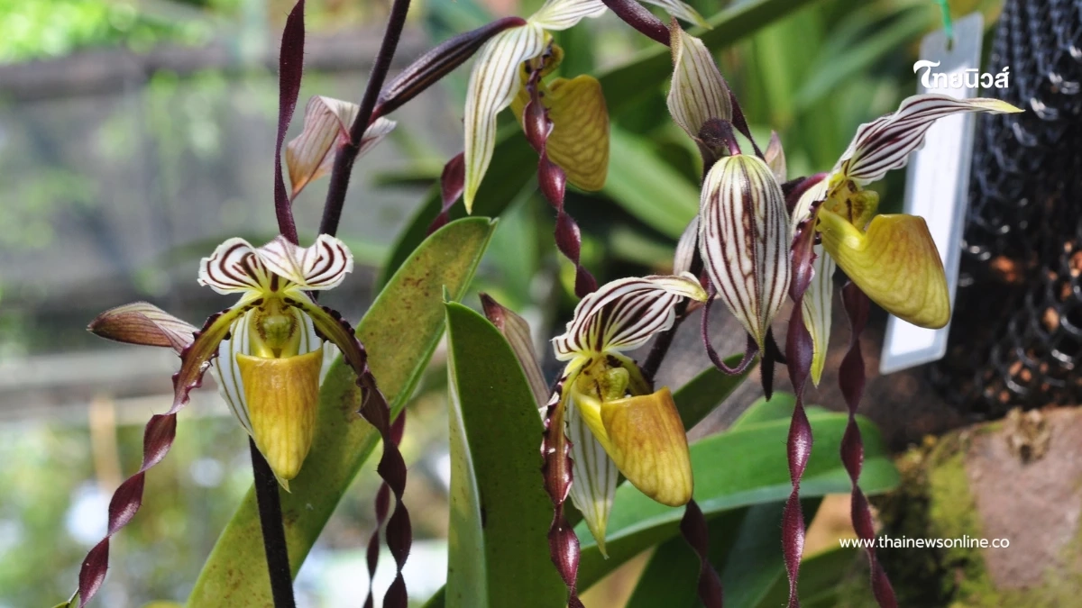 ชวนชมความงาม “รองเท้านารีฟิลิปปินส์” กล้วยไม้หายากจากต่างแดน ชวนชมความงาม “รองเท้านารีฟิลิปปินส์” กล้วยไม้หายากจากต่างแดน