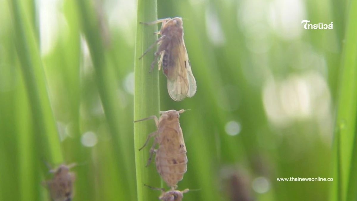 "เพลี้ยกระโดดสีน้ำตาล" ศัตรูร้ายนาข้าว ปราบยังไงให้อยู่หมัด