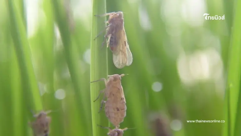 "เพลี้ยกระโดดสีน้ำตาล" ศัตรูร้ายนาข้าว ปราบยังไงให้อยู่หมัด