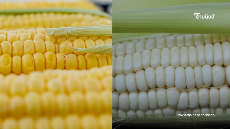 เลือกผิดน้ำหนักขึ้น เทียบชัดๆ ข้าวโพดหวาน vs ข้าวโพดข้าวเหนียว