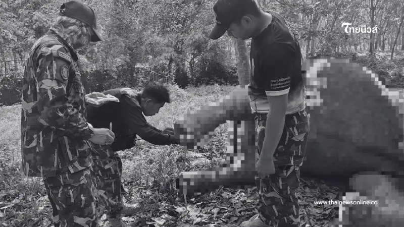 ช้างป่าภูวัวล้มปริศนากลางสวนยาง เร่งผ่าพิสูจน์ซากหาสาเหตุ