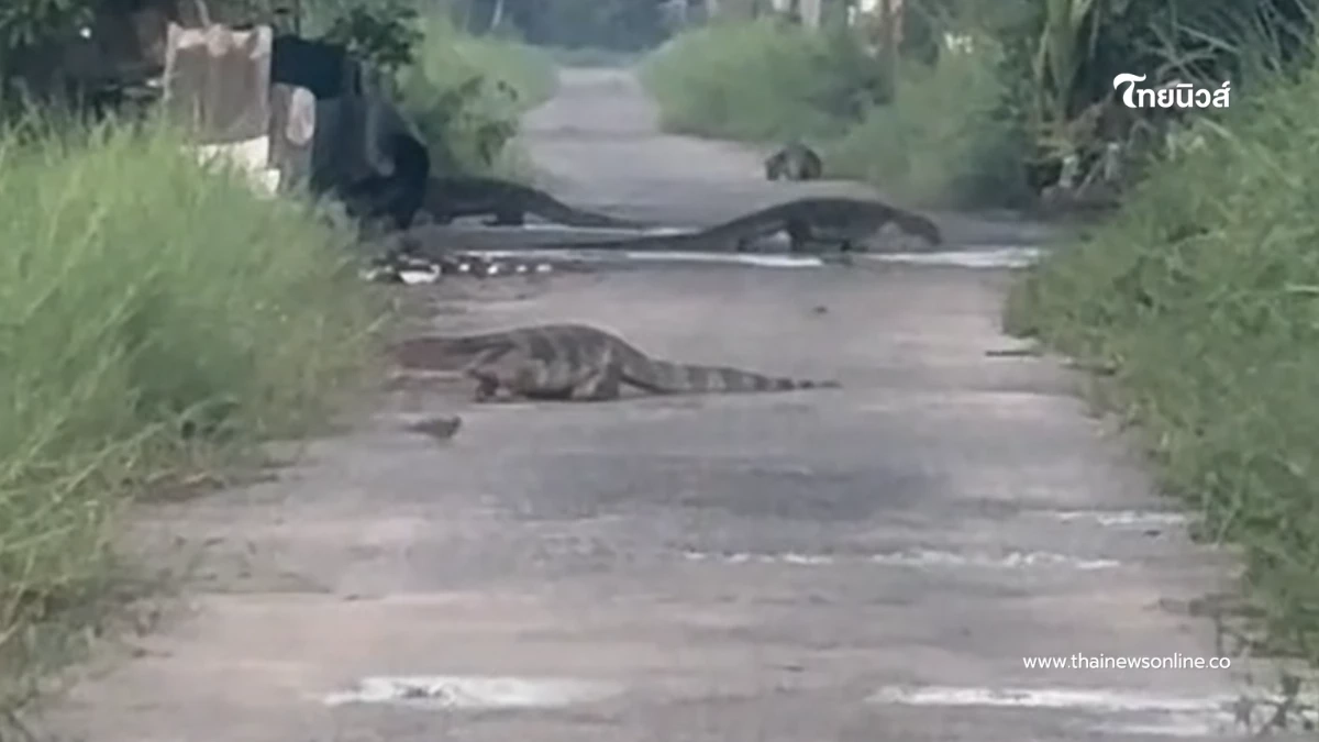 สาวขนลุก เจอตัวเงินตัวทองไซส์ใหญ่ยั้วเยี้ยเต็มซอย นึกว่ายุคจูราสสิค สาวขนลุก เจอตัวเงินตัวทองไซส์ใหญ่ยั้วเยี้ยเต็มซอย นึกว่ายุคจูราสสิค