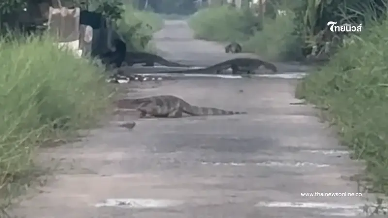 สาวขนลุก เจอตัวเงินตัวทองไซส์ใหญ่ยั้วเยี้ยเต็มซอย นึกว่ายุคจูราสสิค สาวขนลุก เจอตัวเงินตัวทองไซส์ใหญ่ยั้วเยี้ยเต็มซอย นึกว่ายุคจูราสสิค