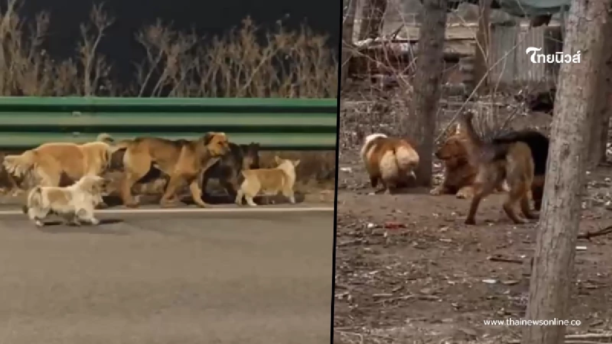 อัปเดตชีวิต 7 สุนัข เจ้าของเผยความจริงที่ไม่มีใครคาดคิด