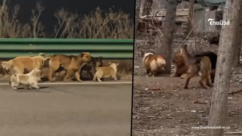 อัปเดตชีวิต 7 สุนัข เจ้าของเผยความจริงที่ไม่มีใครคาดคิด