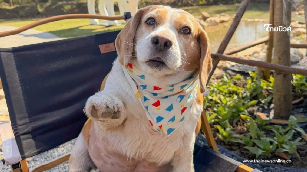 ส่งกำลังใจ "มู่ทู่" หมามีนดัง ป่วยมะเร็งเตรียมผ่าตัดโอกาสรอดน้อย