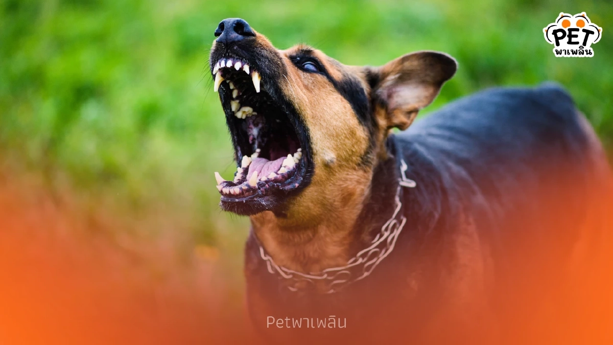 สรุป 6 ความเชื่อผิดเรื่องโรคพิษสุนัขบ้า ที่ควรรู้ก่อนสาย
