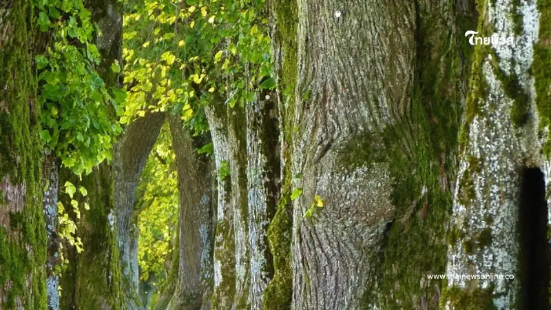 พูดไปใครจะเชื่อ รู้แล้วสิ่งที่ซ่อนอยู่ในต้นไม้ปลอมของรัสเซีย