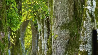 พูดไปใครจะเชื่อ รู้แล้วสิ่งที่ซ่อนอยู่ในต้นไม้ปลอมของรัสเซีย