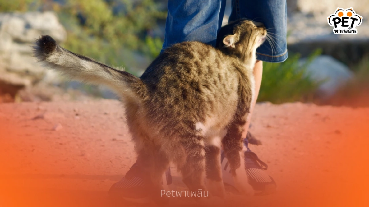 แมวถูหัวบอกอะไร? เผยความลับใต้ฟีโรโมนที่ทาสอาจไม่เคยรู้