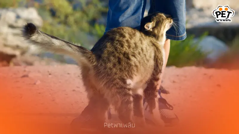 แมวถูหัวบอกอะไร? เผยความลับใต้ฟีโรโมนที่ทาสอาจไม่เคยรู้