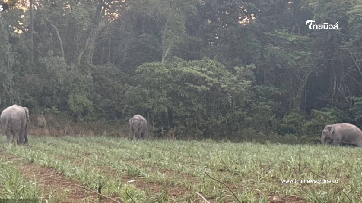 สั่งคุมเข้ม 3 สีดอบุกชายแดนกาบเชิง เจ้าหน้าที่เร่งผลักดันคืนป่า