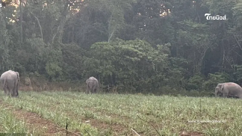 สั่งคุมเข้ม 3 สีดอบุกชายแดนกาบเชิง เจ้าหน้าที่เร่งผลักดันคืนป่า สั่งคุมเข้ม 3 สีดอบุกชายแดนกาบเชิง เจ้าหน้าที่เร่งผลักดันคืนป่า