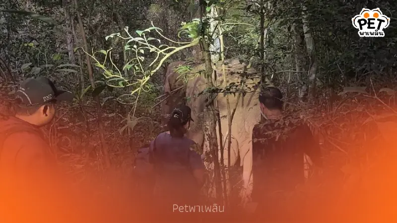 วินาทีถอดปลอกคอ GPS "สีดอปี๊ด" คืนสู่อิสรภาพครั้งใหญ่ วินาทีถอดปลอกคอ GPS "สีดอปี๊ด" คืนสู่อิสรภาพครั้งใหญ่