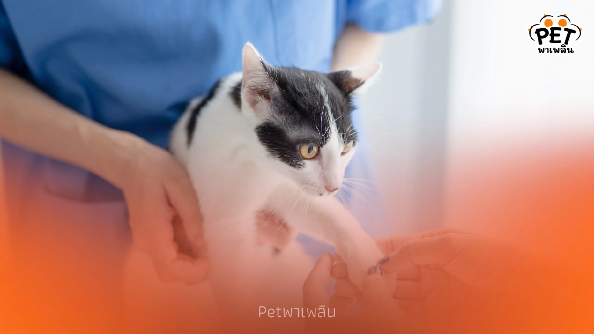 .เช็กด่วน! ตารางจุดบริการฉีดวัคซีน-ฝังชิปสุนัขแมวฟรีทั่วกรุง.