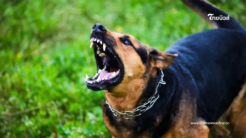 เตือนภัยร้ายใกล้ตัว! โรคพิษสุนัขบ้า ปี 2569 คร่าชีวิตแล้ว 2 ราย