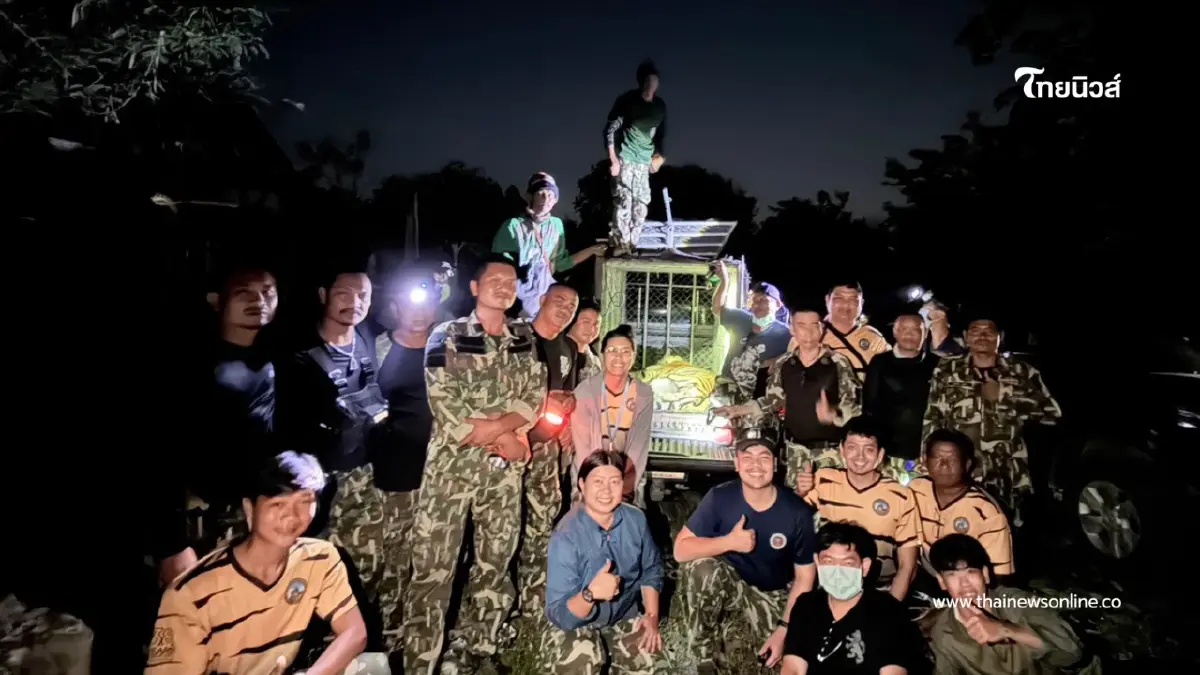 จับ "ปิ่น" เสือโคร่งหลงถิ่นสำเร็จ ย้ายคืนป่าห้วยขาแข้งปลอดภัย จับ "ปิ่น" เสือโคร่งหลงถิ่นสำเร็จ ย้ายคืนป่าห้วยขาแข้งปลอดภัย