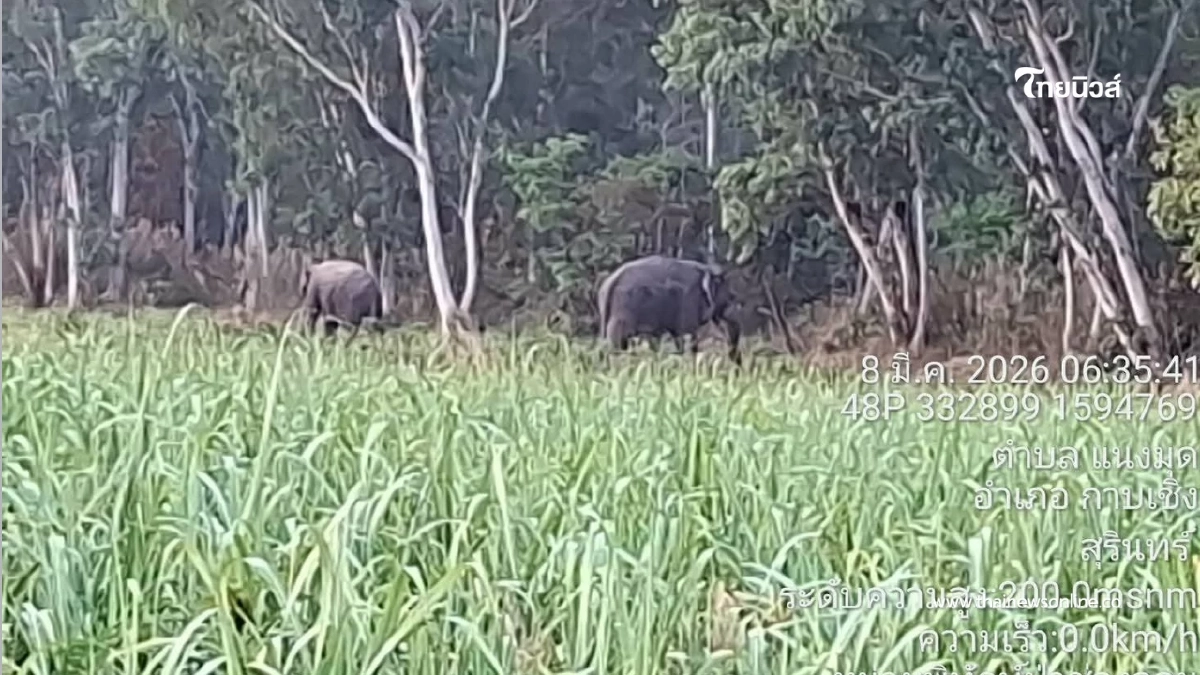 3 สีดอขาประจำบุกหมู่บ้าน เจ้าหน้าที่ระดมกำลังผลักดันกลับสู่ป่า