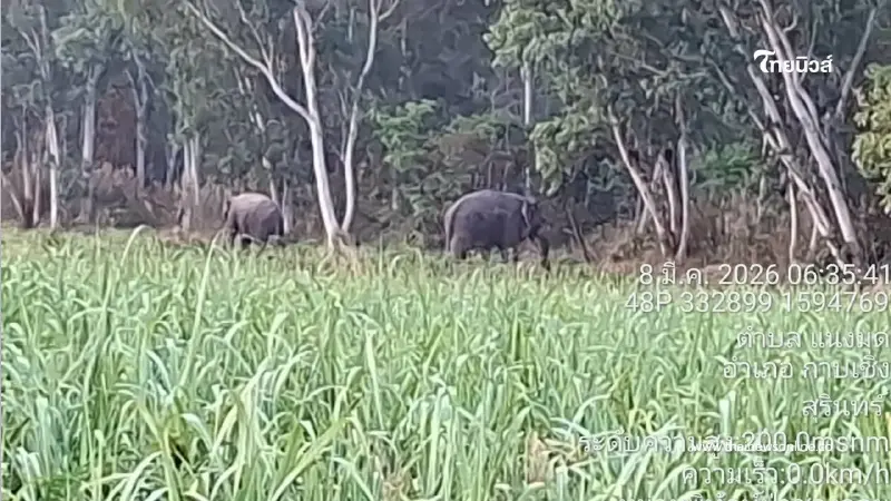 3 สีดอขาประจำบุกหมู่บ้าน เจ้าหน้าที่ระดมกำลังผลักดันกลับสู่ป่า