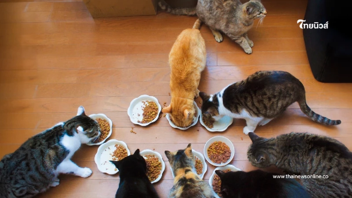 อย่าเพิ่งให้แมวกิน วิธีอ่านรหัสหลังซองอาหารเปียก ทาสแมวต้องรู้ก่อนสาย