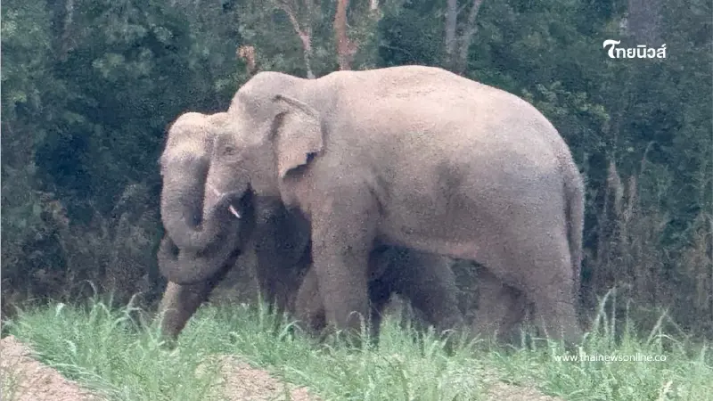กรมอุทยานฯ สั่งระงับย้ายช้างป่าชั่วคราว รอสรุปบทเรียนสีดอหูพับ