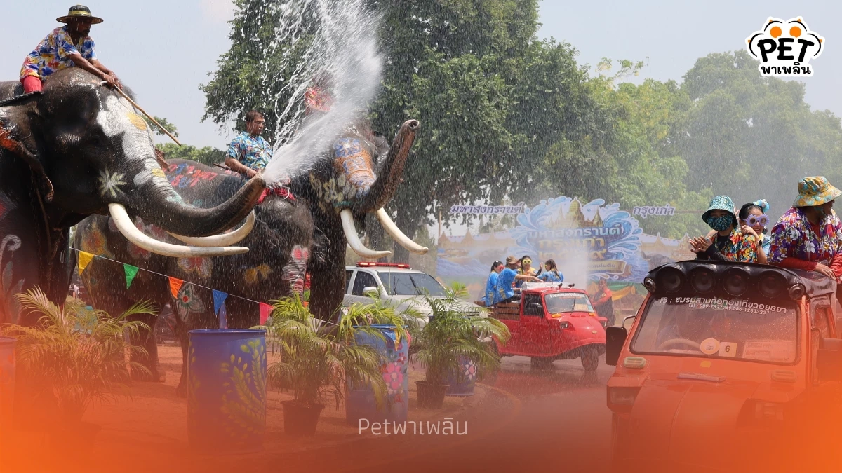 อยุธยาพร้อม! ขนช้าง 10 เชือกเล่นน้ำปาร์ตี้โฟมรับสงกรานต์
