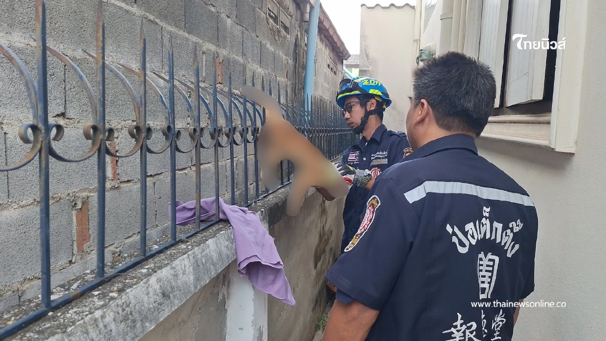 วินาทีชีวิต! แมวส้มเคราะห์ร้ายร่วงตกหลังคาถูกเหล็กเสียบ