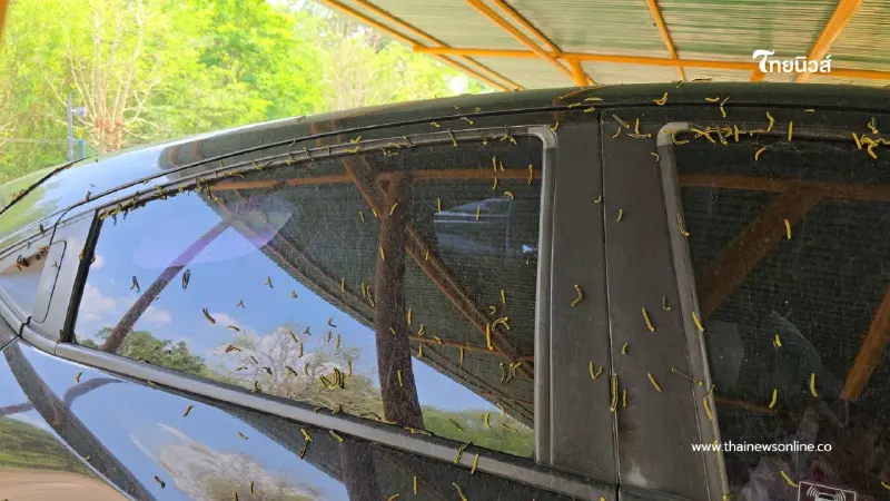ขนลุกซู่! กองทัพหนอนนับหมื่นบุกปากช่อง ไต่ยั้วเยี้ยเต็มรถ