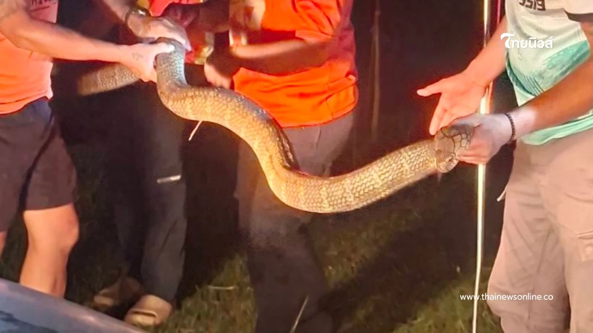 ส่องบ้านเลขที่ "งูจงอางขนาดใหญ่" 4 เมตร เลื้อยซุกเข้าบ้าน ส่องบ้านเลขที่ "งูจงอางขนาดใหญ่" 4 เมตร เลื้อยซุกเข้าบ้าน