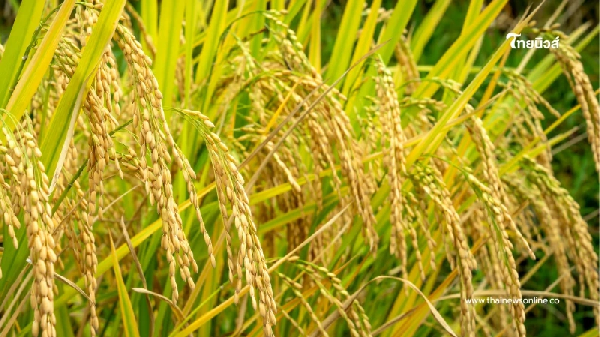 ธ.ก.ส. เตรียมปล่อยสินเชื่อดอกเบี้ยคนละครึ่ง อุ้มเกษตรกรสู้ราคาปุ๋ย