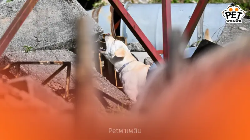 ระดับท็อป! นวล-นารี สอบผ่านระดับโลก พร้อมลุยกู้ภัยนานาชาติ