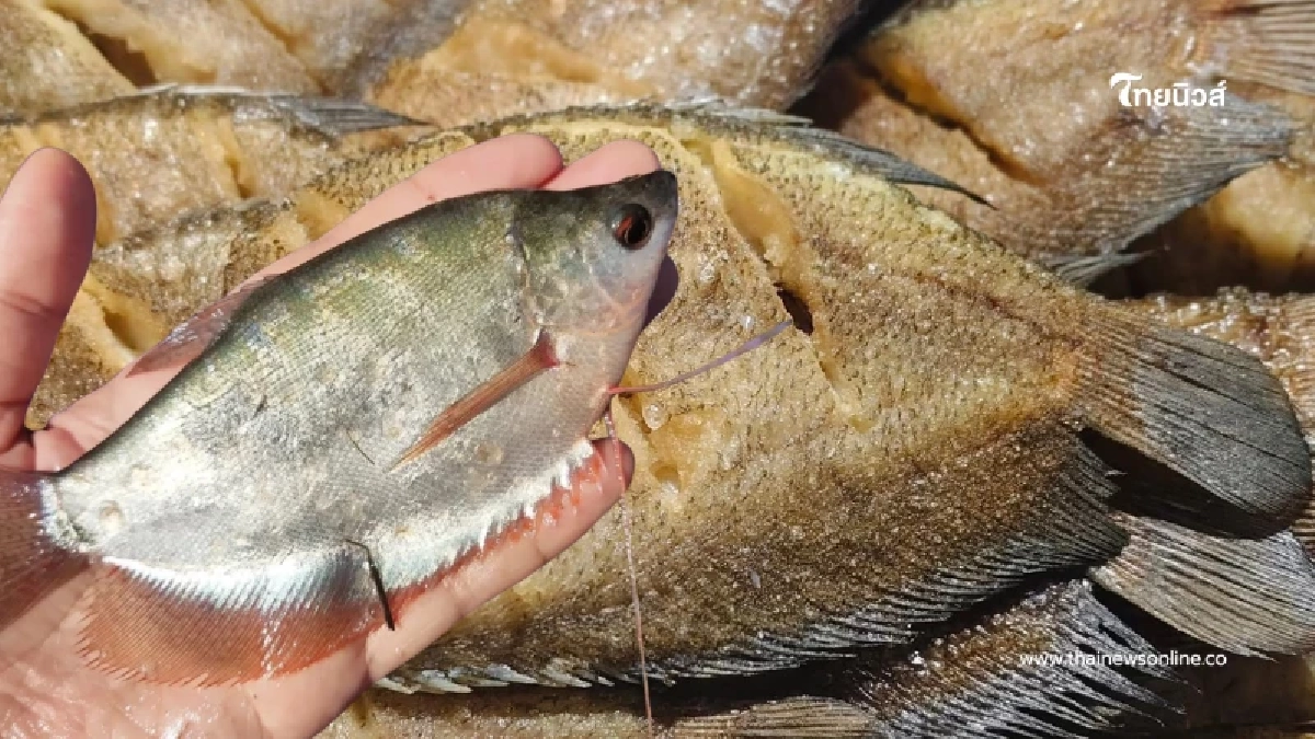 "ปลาสลิดบ้านแพ้ว" เนื้อแน่น ไม่เหม็นโคลน ผงาดคว้า GI น้องใหม่ "ปลาสลิดบ้านแพ้ว" เนื้อแน่น ไม่เหม็นโคลน ผงาดคว้า GI น้องใหม่