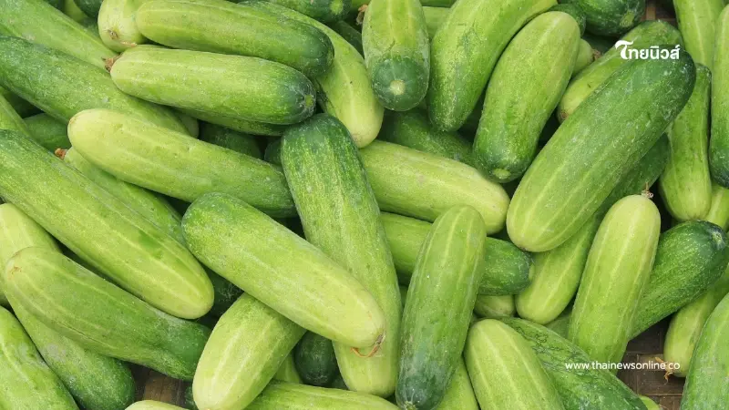 ไขข้อสงสัย! “แตงกวา” แท้จริงคือผักหรือผลไม้ คำตอบทำหลายคนอึ้ง ไขข้อสงสัย! “แตงกวา” แท้จริงคือผักหรือผลไม้ คำตอบทำหลายคนอึ้ง