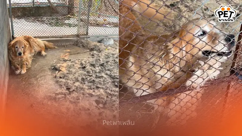 ช่วยโกลเด้นฯ ถูกขัง 4 ปีกลางสิ่งปฏิกูลก่อนเร่งรักษาหาบ้านใหม่