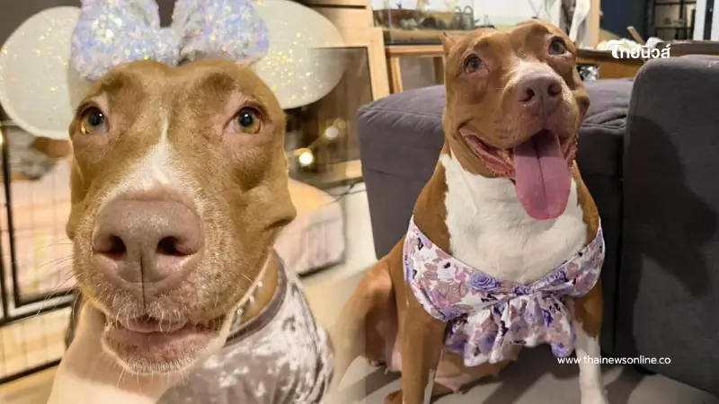 เจ้าของช้ำใจ ส่งน้องหมาผ่าตัดธรรมดาๆ กลับกลายเป็นฝันร้าย