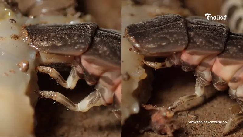 รู้แล้วตัวอะไร คลิปขนลุกสัตว์ปริศนารุมเหยื่อ ชาวเน็ตเฉลยตรงกัน รู้แล้วตัวอะไร คลิปขนลุกสัตว์ปริศนารุมเหยื่อ ชาวเน็ตเฉลยตรงกัน