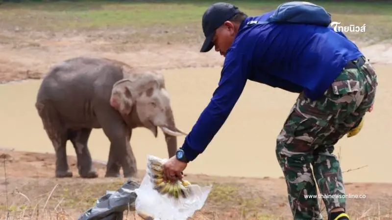 ส่งใจช่วย พลายจ่าย่น ช้างป่าเจ็บสาหัส ทีมหมอเขาใหญ่รุดช่วยชีวิต