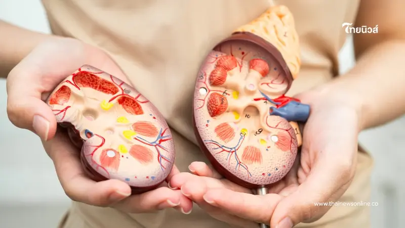 อย่าชะล่าใจ! 3 นิสัยทำร้ายไต เผลอทำทุกวันเสี่ยงโรคเรื้อรัง