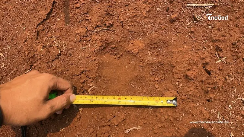 อุทยานฯ ผาแดงเฝ้าระวัง 24 ชม. หลังพบรอยเท้าเสือโคร่งใกล้หมู่บ้าน