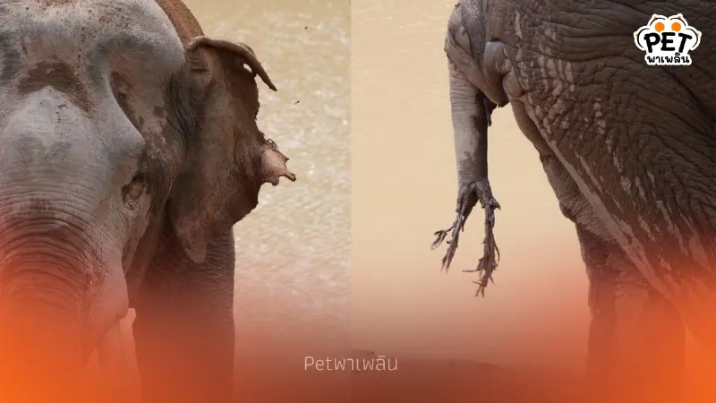 จนท.เขาใหญ่เร่งรักษา 'พลายจ่าย่น' บาดเจ็บหนัก หางขาดแผลทั่วตัว