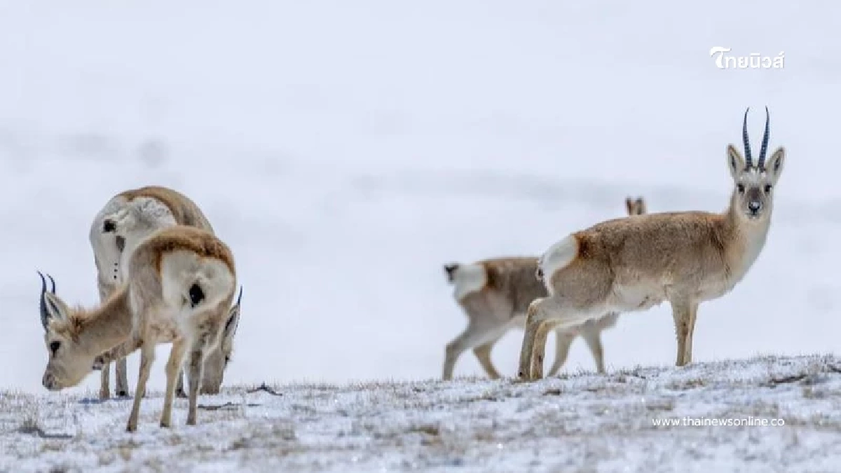 เปิดใจผู้พิทักษ์ ภารกิจลับกลางหิมะ ปกป้องสัตว์หายากที่ใกล้สูญพันธุ์