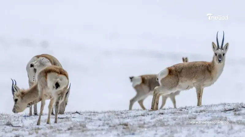 เปิดใจผู้พิทักษ์ ภารกิจลับกลางหิมะ ปกป้องสัตว์หายากที่ใกล้สูญพันธุ์