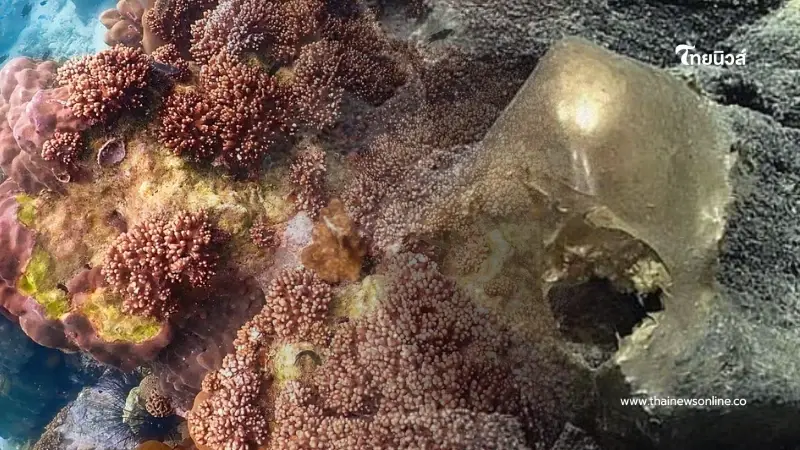 รู้แล้ว "ไข่เอเลี่ยน" คืออะไร หลังลือเป็นไข่สัตว์ประหลาดนอกโลก