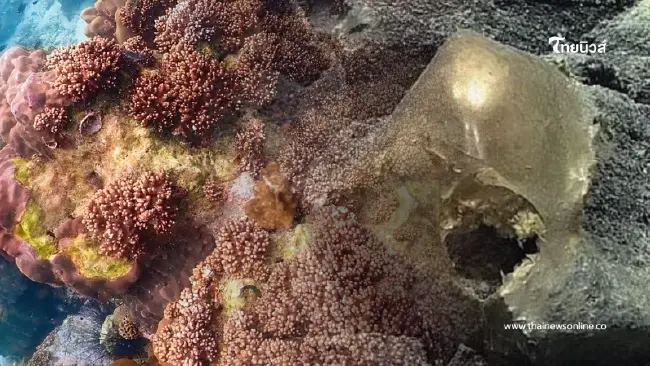 รู้แล้ว "ไข่เอเลี่ยน" คืออะไร หลังลือเป็นไข่สัตว์ประหลาดนอกโลก